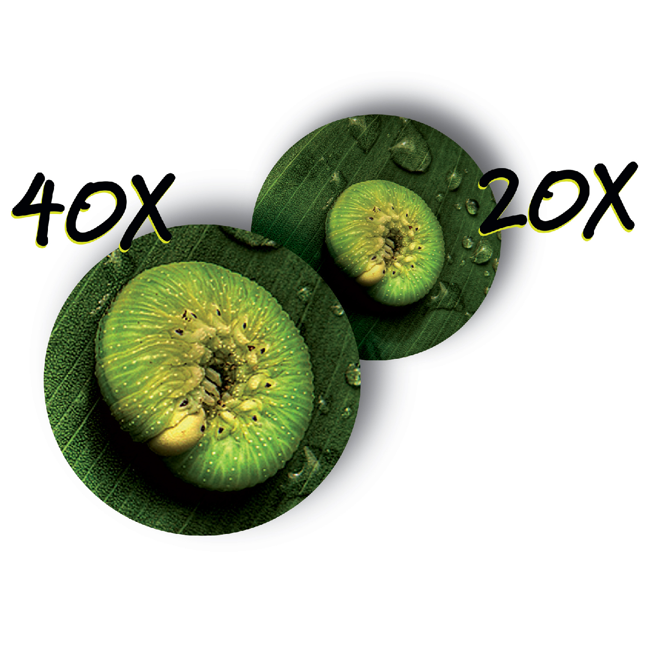 Hordozható mikroszkóp - Zoomscope – Microscope - Image 6