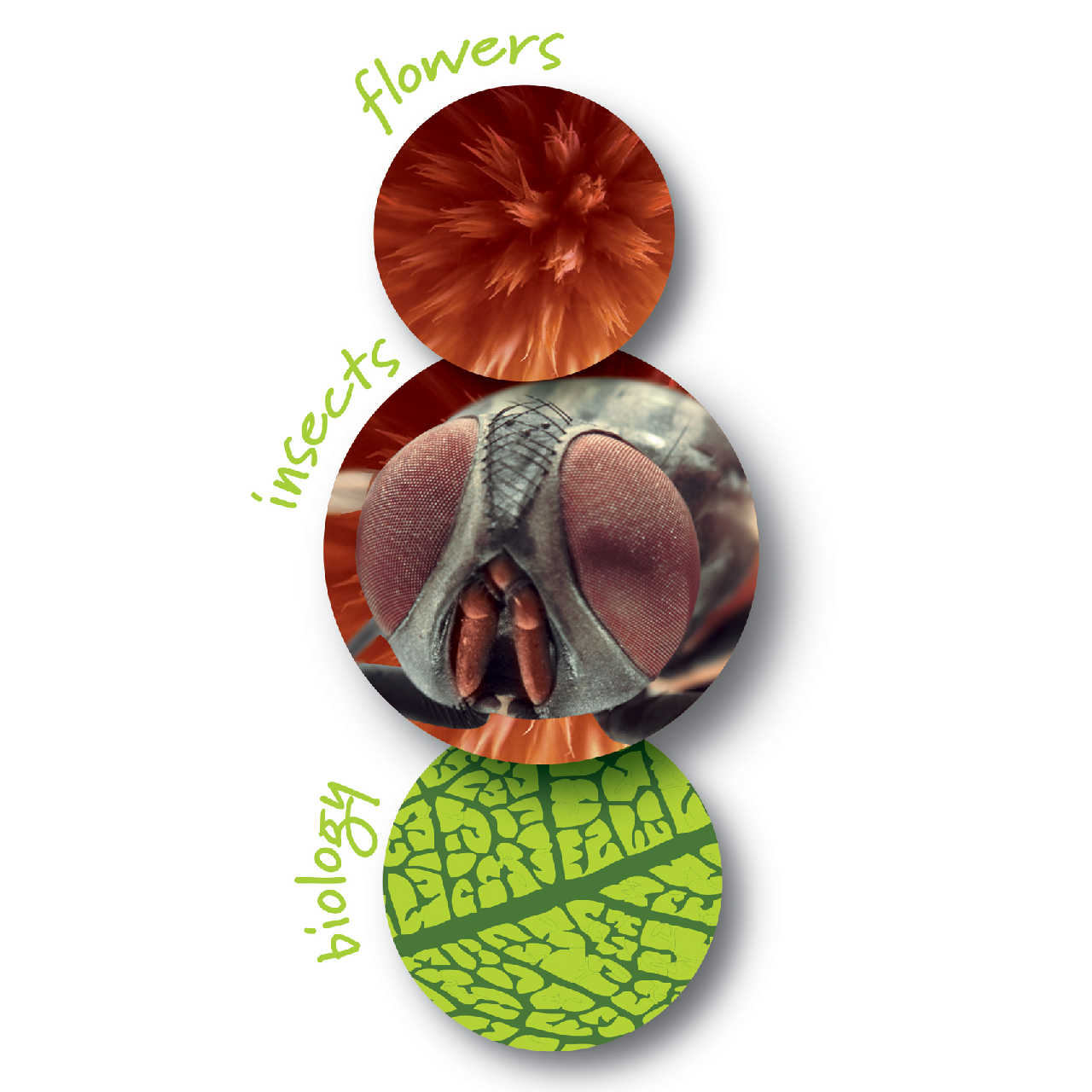 Hordozható mikroszkóp - Zoomscope – Microscope - Image 8